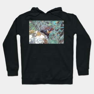 Pine Marten Hoodie